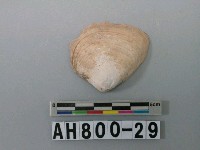 藏品(貝類)的圖片